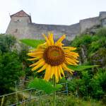 Burg Hohenstein mit Sonnenblume