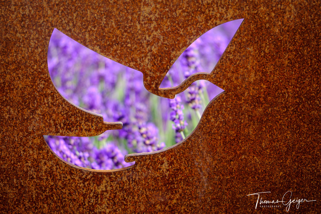 Symbolhafte Taube in rostigen Stahl geschnitten, dahinter kräftiges Lila von Lavendelblüten in Unschärfe